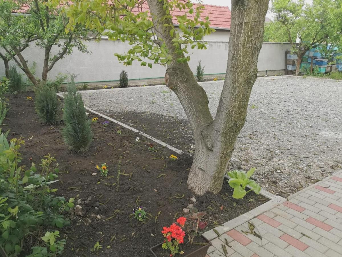 Pensiunea Albina Sinnicoara Exterior foto